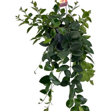 Aeschynanthus 'Mona Lisa'