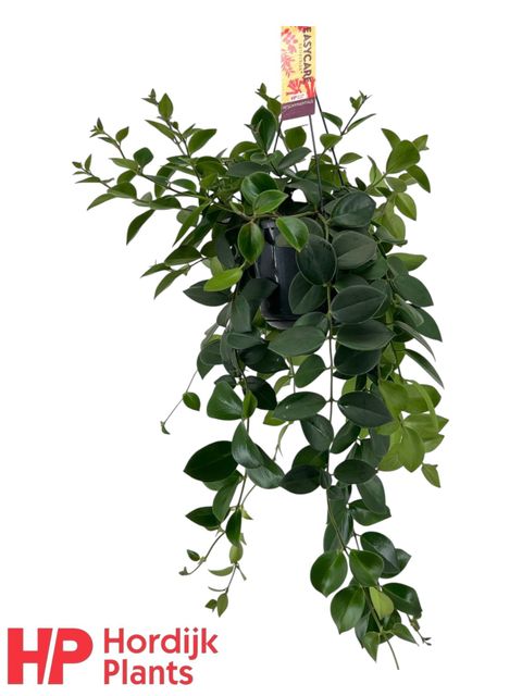 Aeschynanthus 'Mona Lisa'