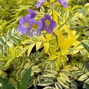 Polemonium 'Golden Feathers'