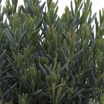Andromeda polifolia 'Blue Ice'
