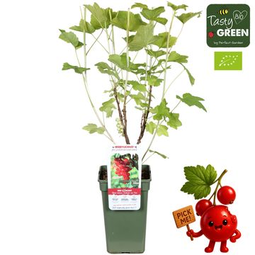 Ribes rubrum 'Jonkheer van Tets'