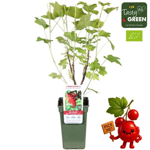 Ribes rubrum 'Jonkheer van Tets'