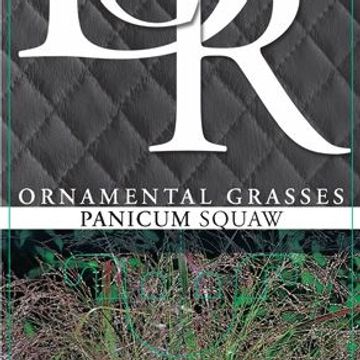 Panicum virgatum 'Squaw'