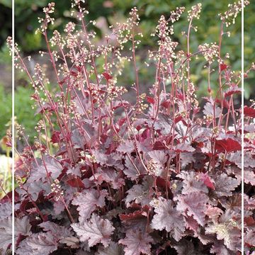 Heuchera 'Melting Fire'