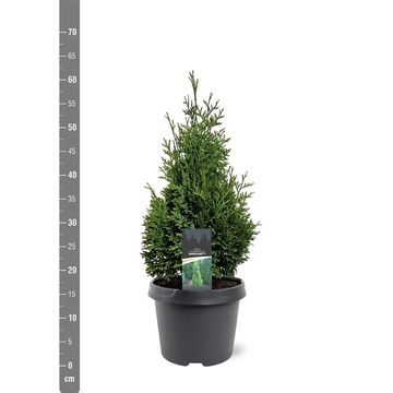 Thuja occidentalis 'Hurricane'