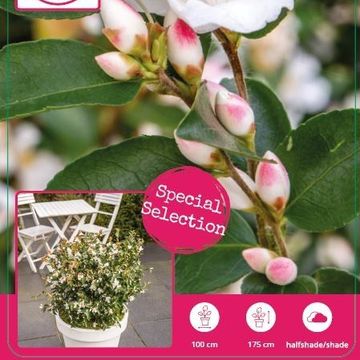 Camellia japonica 'Beauty Blush'