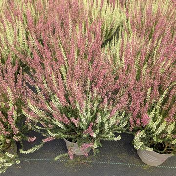 Calluna vulgaris GARDEN GIRLS MIX IN POT TWIN