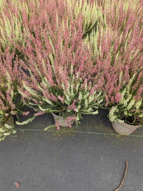 Calluna vulgaris GARDEN GIRLS MIX IN POT TWIN