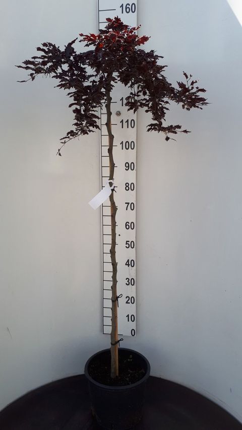 Fagus sylvatica 'Rohan Weeping'