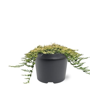 Juniperus horizontalis 'Golden Carpet'