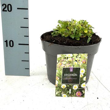 Erigeron karvinskianus