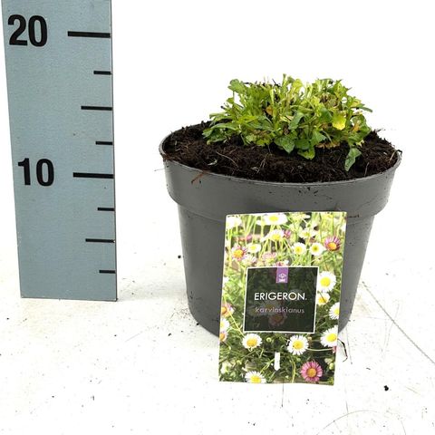 Erigeron karvinskianus