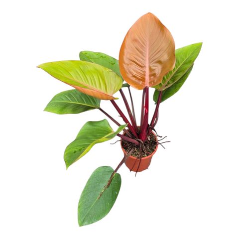 Filodendro 'Mars'