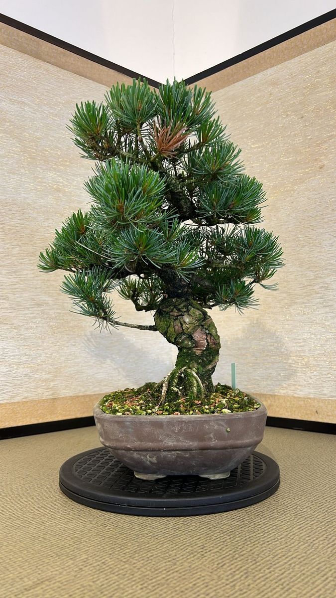 Pinus parviflora  Plant Wholesale FlorAccess
