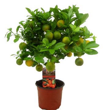 Citrus x microcarpa