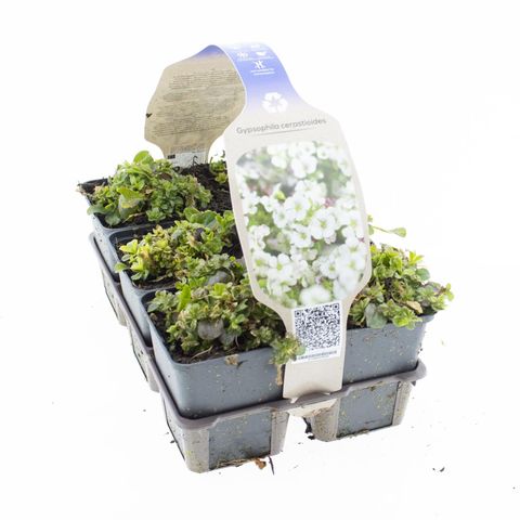 Gypsophila cerastoides