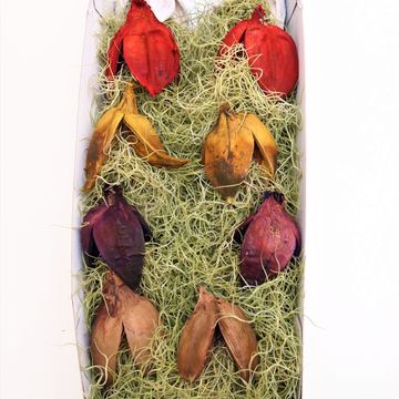 Tillandsia usneoides