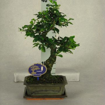 Bonsai MIX