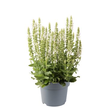Salvia nemorosa SENSATION WHITE