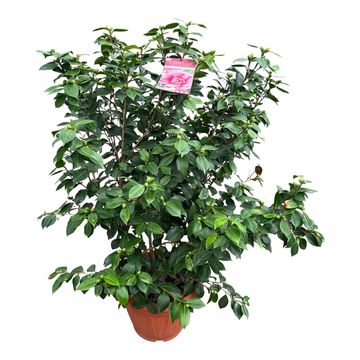 Camellia japonica 'Bonomiana'