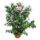 Camellia japonica 'Bonomiana'