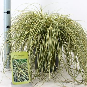 Carex oshimensis 'Evergold'