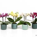 Phalaenopsis MIX