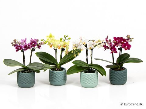 Phalaenopsis MIX