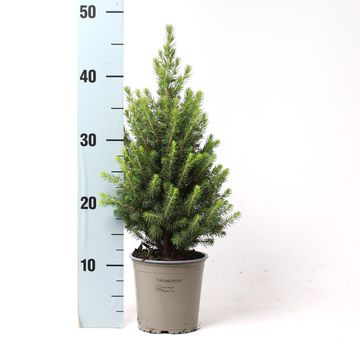 Picea glauca PERFECTA