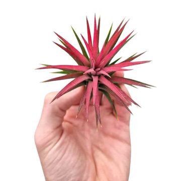Tillandsia ionantha