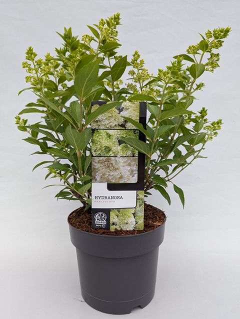 Hydrangea paniculata MAGICAL MATTERHORN