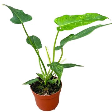 Philodendron 'Golden Dragon'