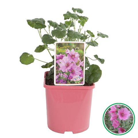 Lavatera 'Rosea'