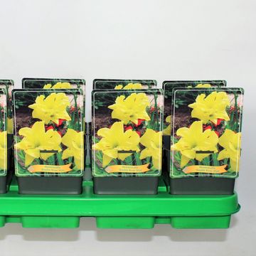 Hemerocallis 'Double River Wye'