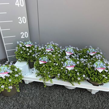 Isotoma fluviatilis 'Blue Foot'