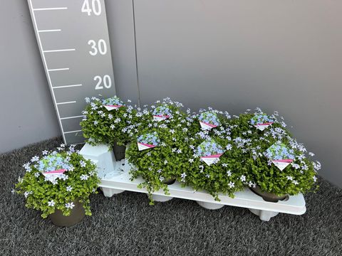 Isotoma fluviatilis 'Blue Foot'