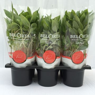 Ocimum basilicum 'Thai'