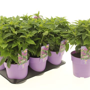 Monarda BALMY LILAC