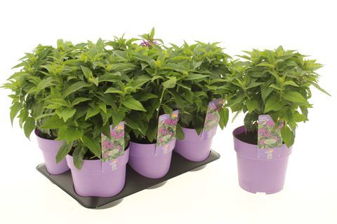 Monarda BALMY LILAC