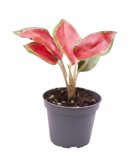 Aglaonema 'China Red'