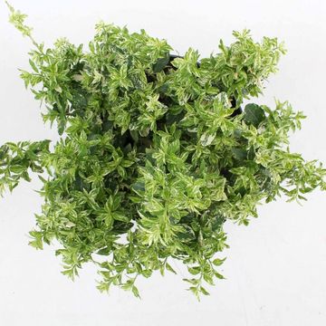 Euonymus fortunei 'Harlequin'