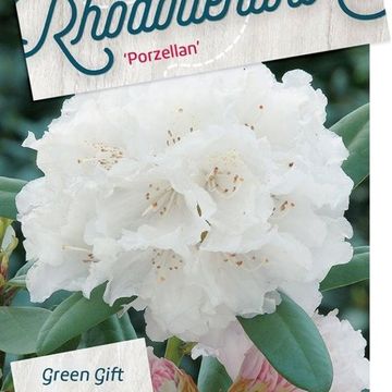 Rhododendron 'Porzellan' (Y)