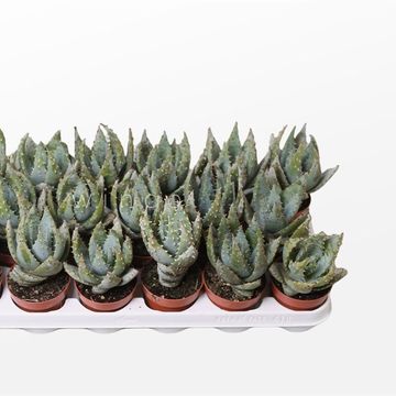 Aloe peglerae