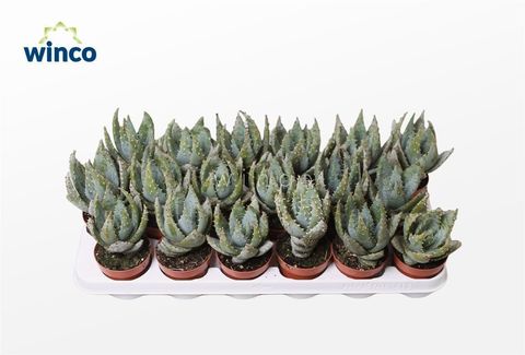 Aloe peglerae