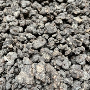 Anemone blanda 'Charmer'