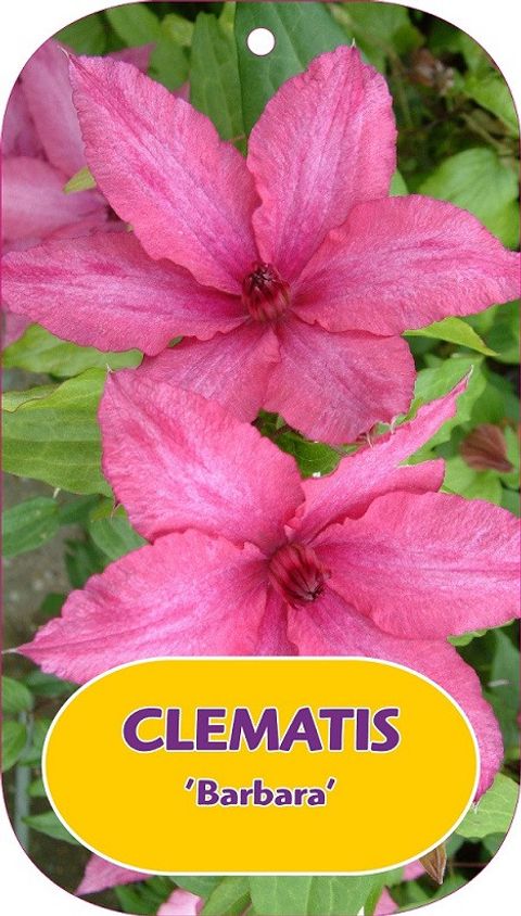 Clematis 'Barbara' (LL)