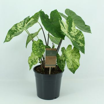 Caladium 'Frog in a Blender'