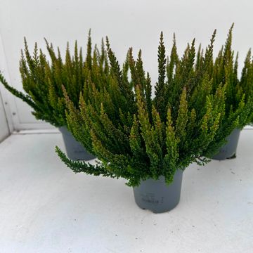 Calluna vulgaris SKYLINE PRETORIA