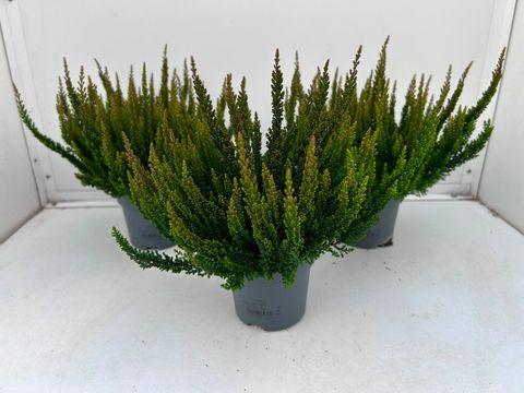Calluna vulgaris SKYLINE PRETORIA