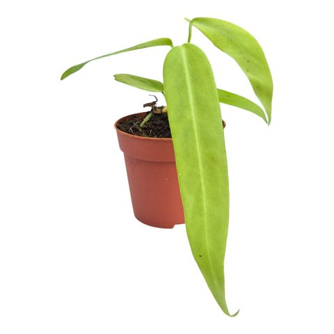 Anthurium pallidiflorum